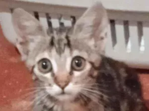 Gato raça Srd idade 2 a 6 meses nome Luizinho