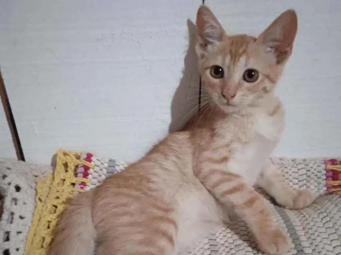 Gato ra a Srd idade 2 a 6 meses nome Cheches