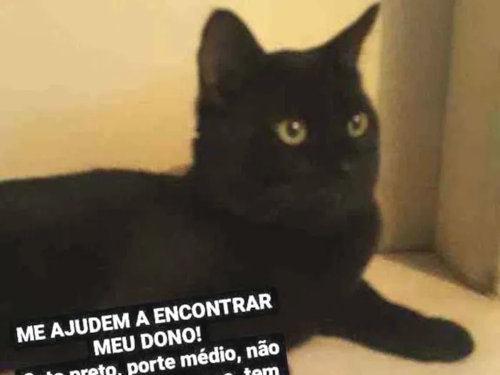 Gato ra a Não definida idade 6 ou mais anos nome Pretão