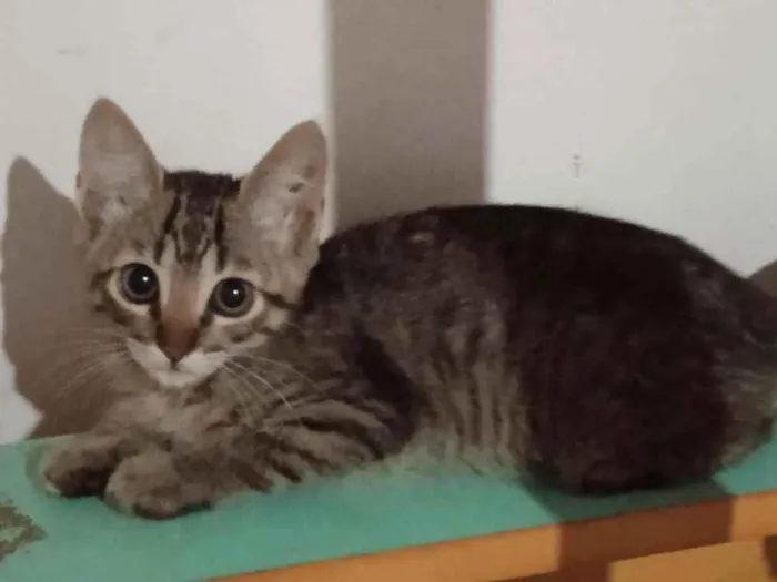 Gato ra a Srd idade 2 a 6 meses nome José 