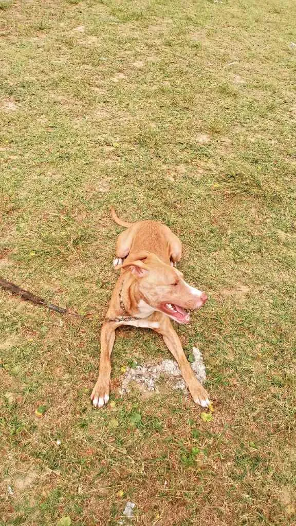 Cachorro ra a Pitbull idade 7 a 11 meses nome Max