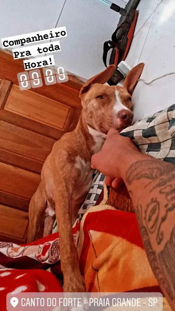 Cachorro ra a Pitbull idade 7 a 11 meses nome Max