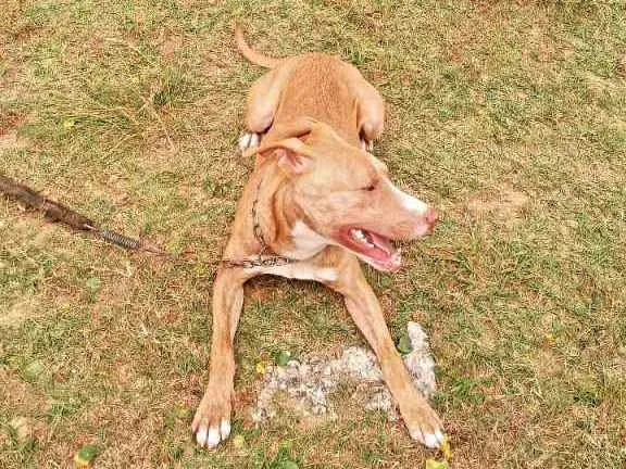 Cachorro ra a Pitbull idade 7 a 11 meses nome Max