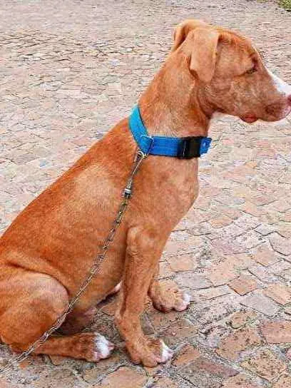 Cachorro ra a Pitbull idade 7 a 11 meses nome Max