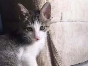 Gato raça S.R.D. idade 2 a 6 meses nome Max