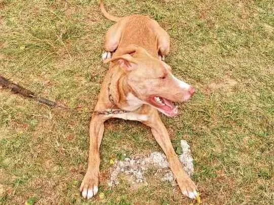 Cachorro ra a Pitbull idade 7 a 11 meses nome Max