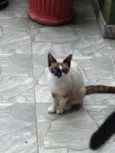 Simba