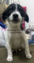 Cachorro raça SRD-ViraLata idade 2 a 6 meses nome Zequinha