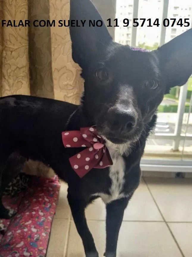 Cachorro raça SRD-ViraLata idade 3 anos nome Pekena