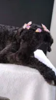 Cachorro raça Poodle idade 2 anos nome Princesa 