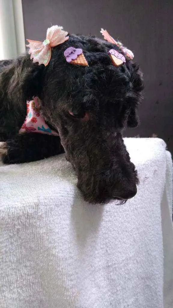 Cachorro raça Poodle idade 2 anos nome Princesa 