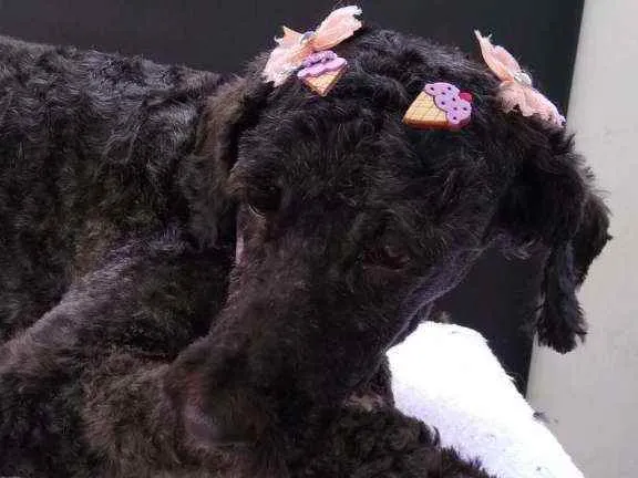 Cachorro raça Poodle idade 2 anos nome Princesa 