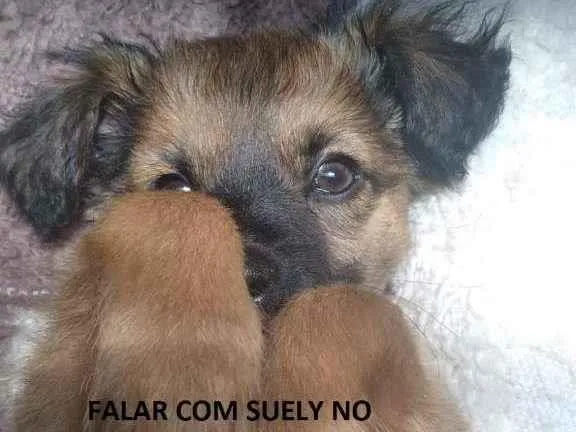 Cachorro raça SRD-ViraLata idade 2 a 6 meses nome Iris