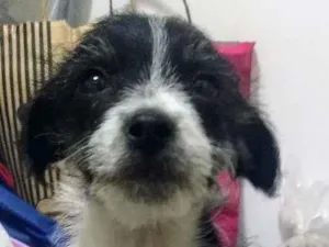Cachorro raça SRD-ViraLata idade 2 a 6 meses nome Zequinha