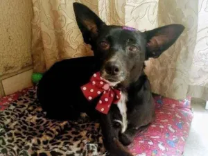 Cachorro raça SRD-ViraLata idade 3 anos nome Pekena