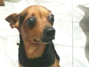 Cachorro raça Mestiça  ( pinscher) idade 5 anos nome Belinha 
