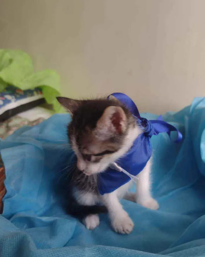 Gato ra a Srd idade Abaixo de 2 meses nome Filhotes