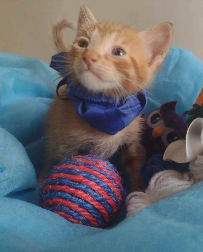 Gato ra a Srd idade Abaixo de 2 meses nome Filhotes