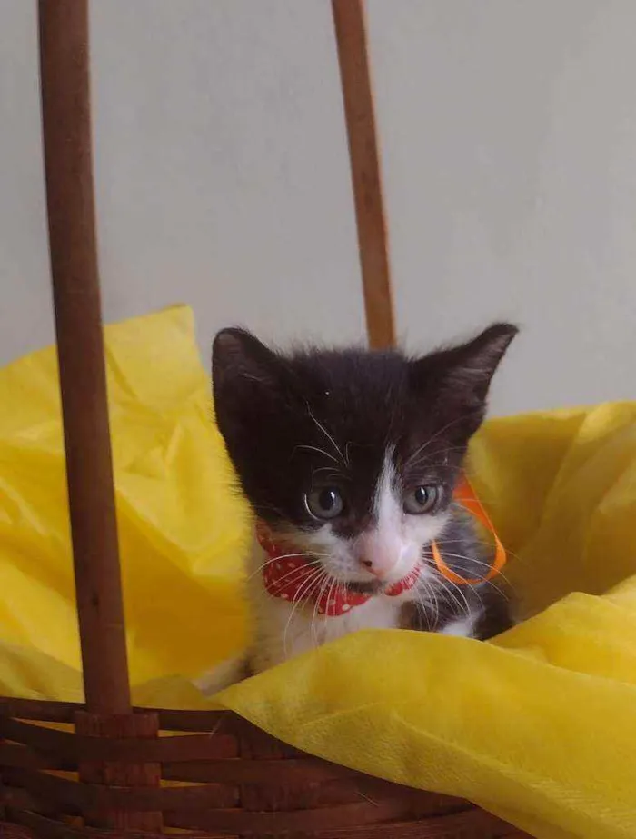 Gato ra a Srd idade Abaixo de 2 meses nome Filhotes