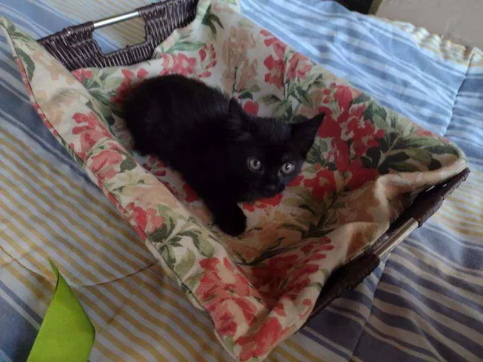 Gato ra a Srd idade Abaixo de 2 meses nome Filhotes