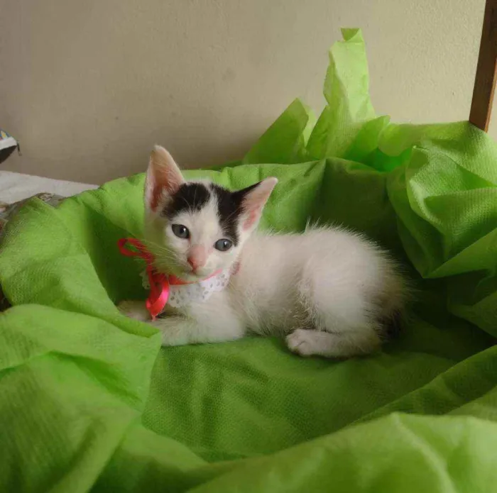 Gato ra a Srd idade Abaixo de 2 meses nome Filhotes
