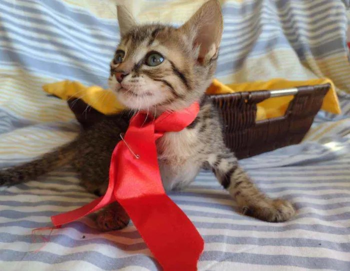 Gato ra a Srd idade Abaixo de 2 meses nome Filhotes