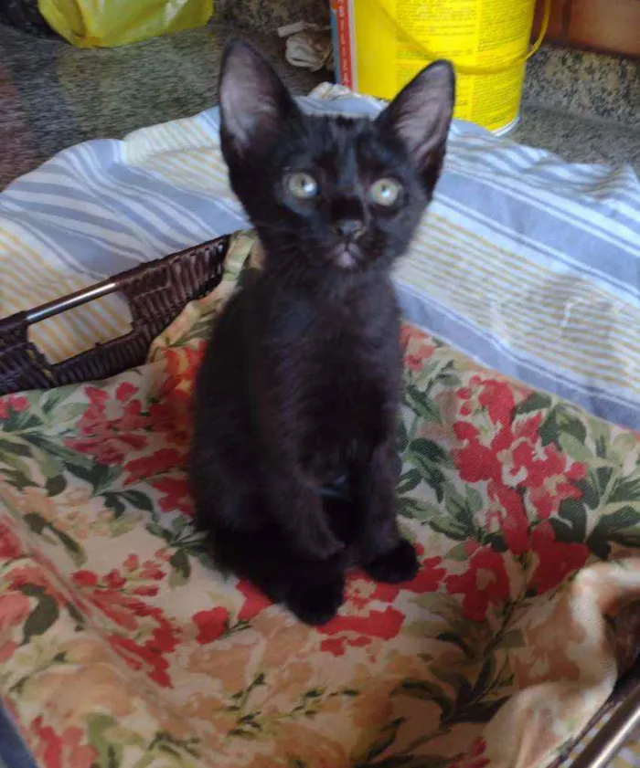 Gato ra a Srd idade Abaixo de 2 meses nome Filhotes