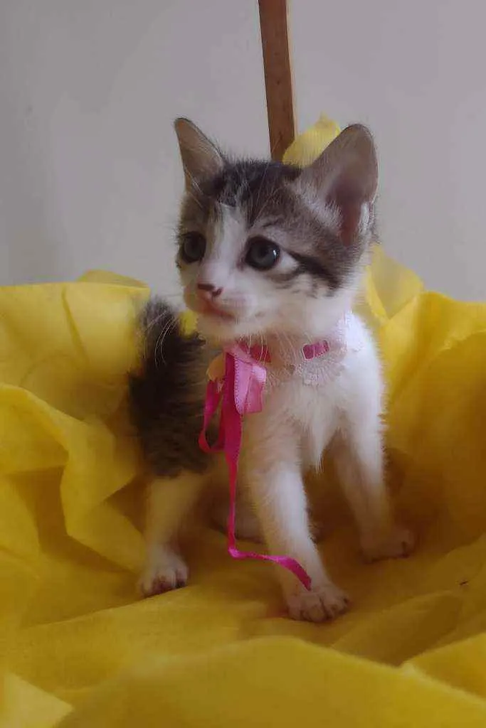 Gato ra a Srd idade Abaixo de 2 meses nome Filhotes