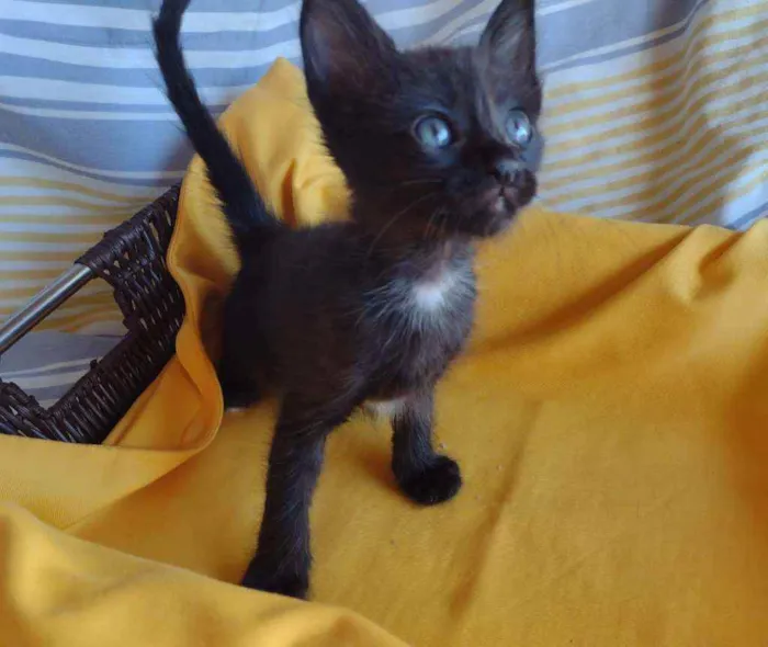 Gato ra a Srd idade Abaixo de 2 meses nome Filhotes