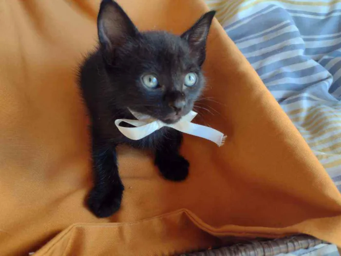 Gato ra a Srd idade Abaixo de 2 meses nome Filhotes