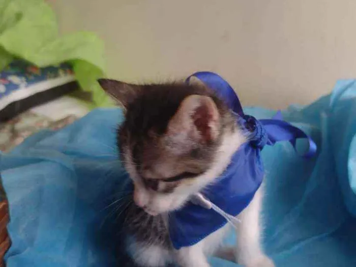 Gato ra a Srd idade Abaixo de 2 meses nome Filhotes