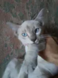 Princesa