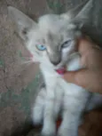 Princesa