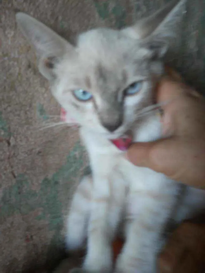 Gato ra a Siamesa idade 2 a 6 meses nome Princesa