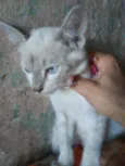 Princesa