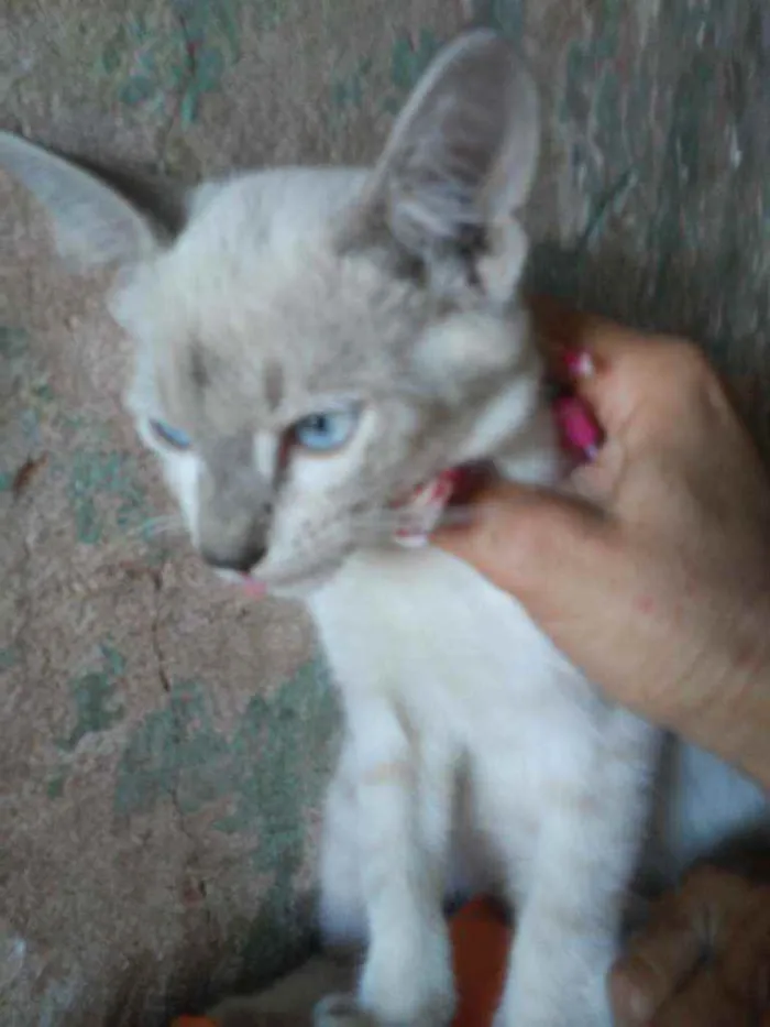 Gato ra a Siamesa idade 2 a 6 meses nome Princesa
