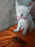Princesa