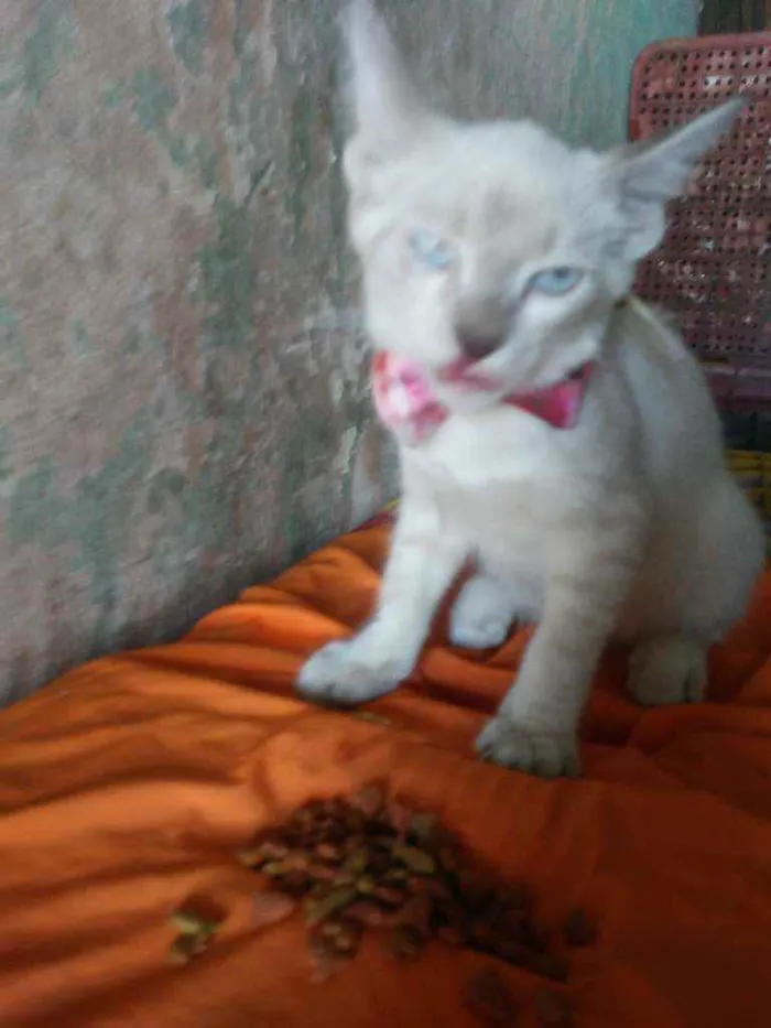 Gato ra a Siamesa idade 2 a 6 meses nome Princesa