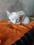 Princesa
