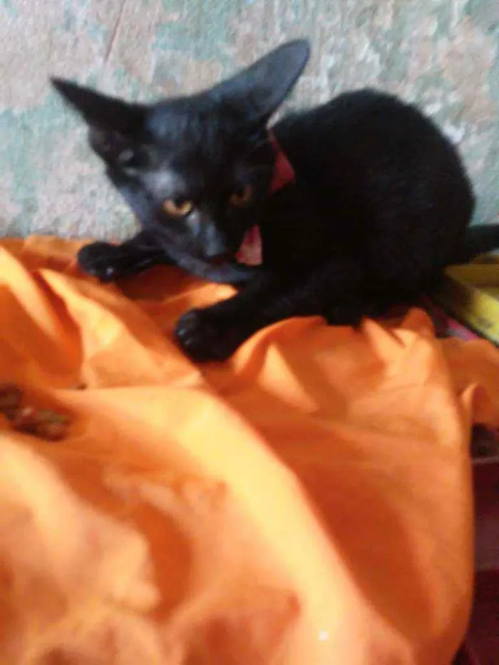 Gato ra a Comum idade 2 a 6 meses nome Doçura