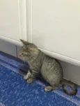 Tigrisco