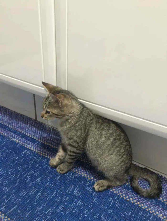 Gato ra a S.R.D. idade 2 a 6 meses nome Tigrisco