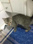 Tigrisco
