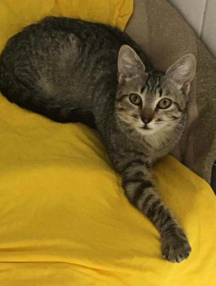 Gato ra a S.R.D. idade 2 a 6 meses nome Tigrisco