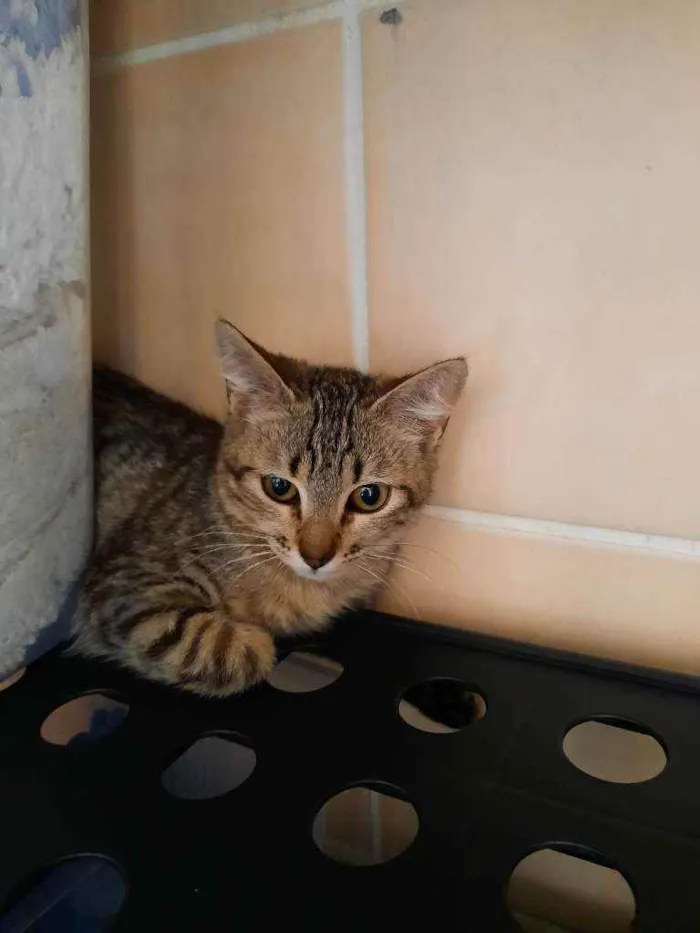 Gato ra a S.R.D. idade 2 a 6 meses nome Tigrisco