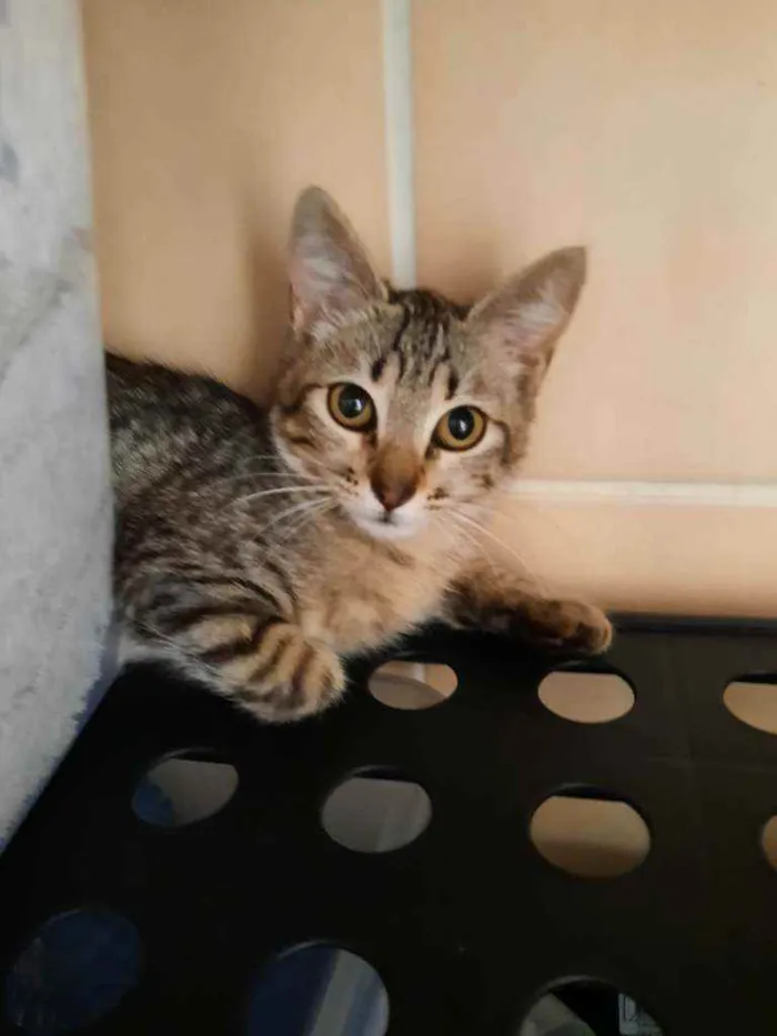 Gato ra a S.R.D. idade 2 a 6 meses nome Tigrisco