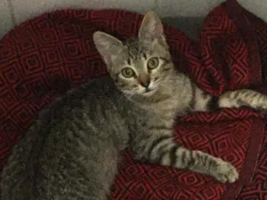 Gato raça S.R.D. idade 2 a 6 meses nome Tigrisco