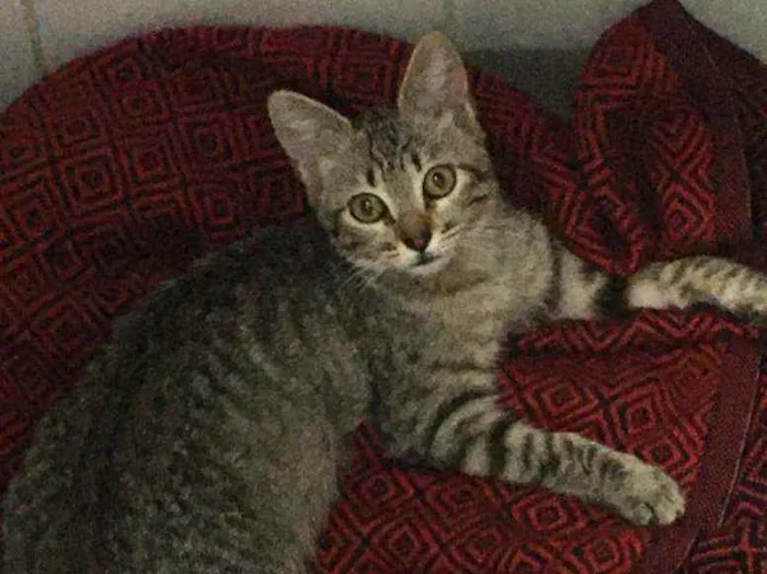 Gato ra a S.R.D. idade 2 a 6 meses nome Tigrisco