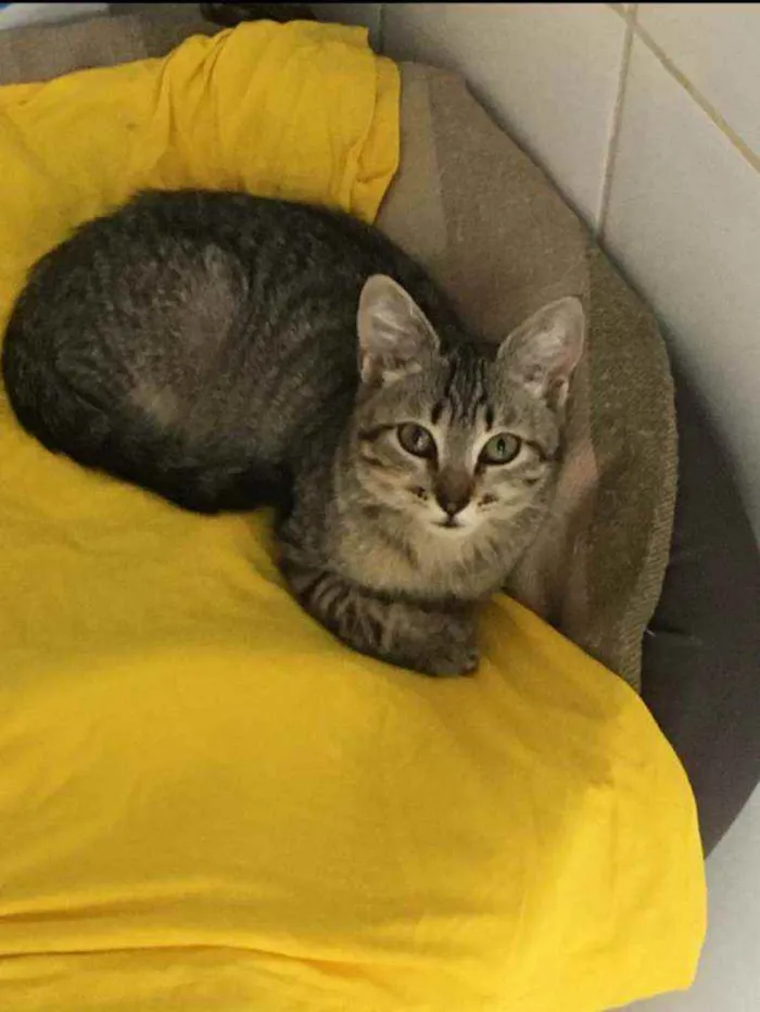 Gato ra a S.R.D. idade 2 a 6 meses nome Tigrisco