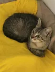 Tigrisco